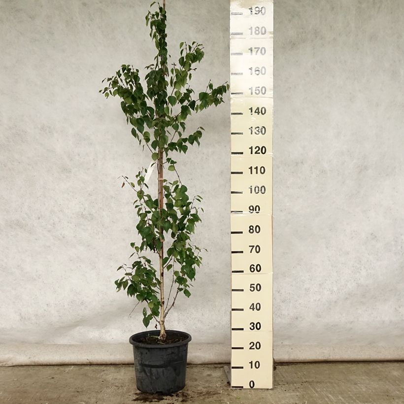 Example of Betula ermanii Holland - Gold-Birke Topf mit 12L/15L as you get in ete