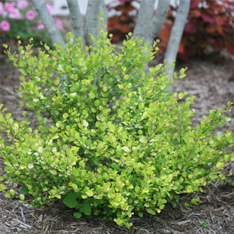 Betula nana Golden Treasure - Zwerg-Birke (Plant habit)