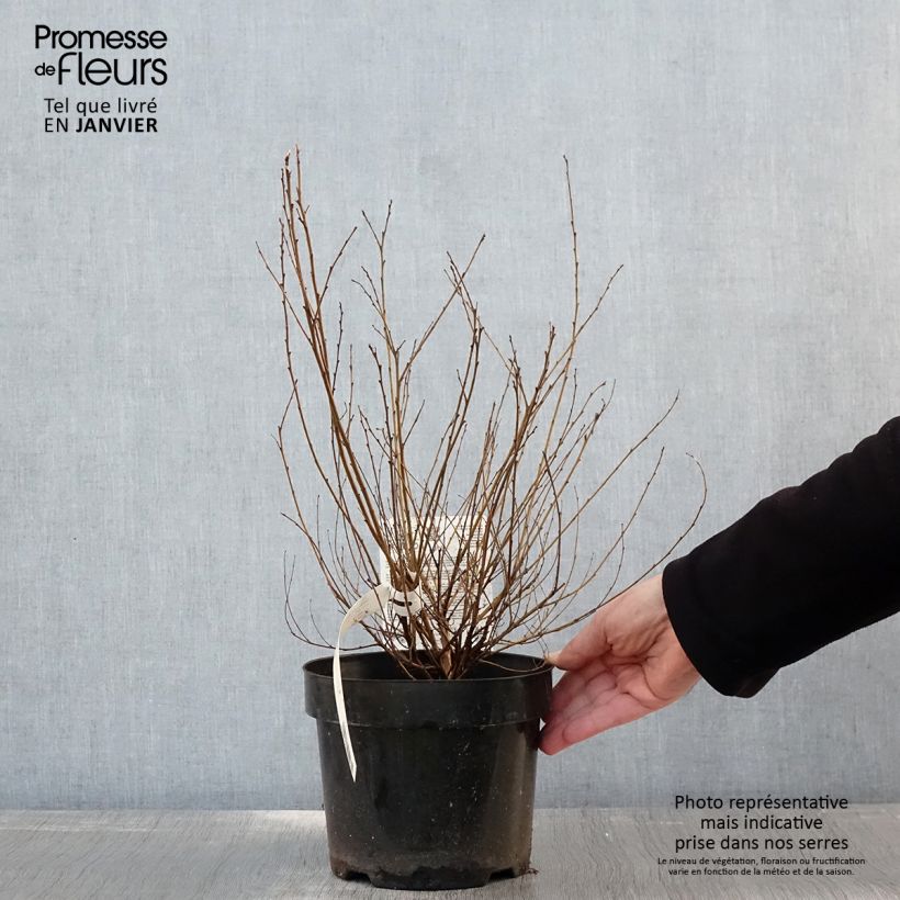 Exemplar von Betula nana Golden Treasure - Zwerg-Birke Topf mit 3L/4L wie im Winter geliefert