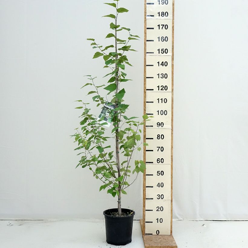 Example of Betula papyrifera - Papier-Birke Topf mit 7,5L/10L as you get in ete