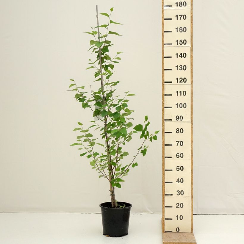 Exemplar von Betula papyrifera - Papier-Birke Topf mit 7,5L/10L wie im Frühjahr geliefert