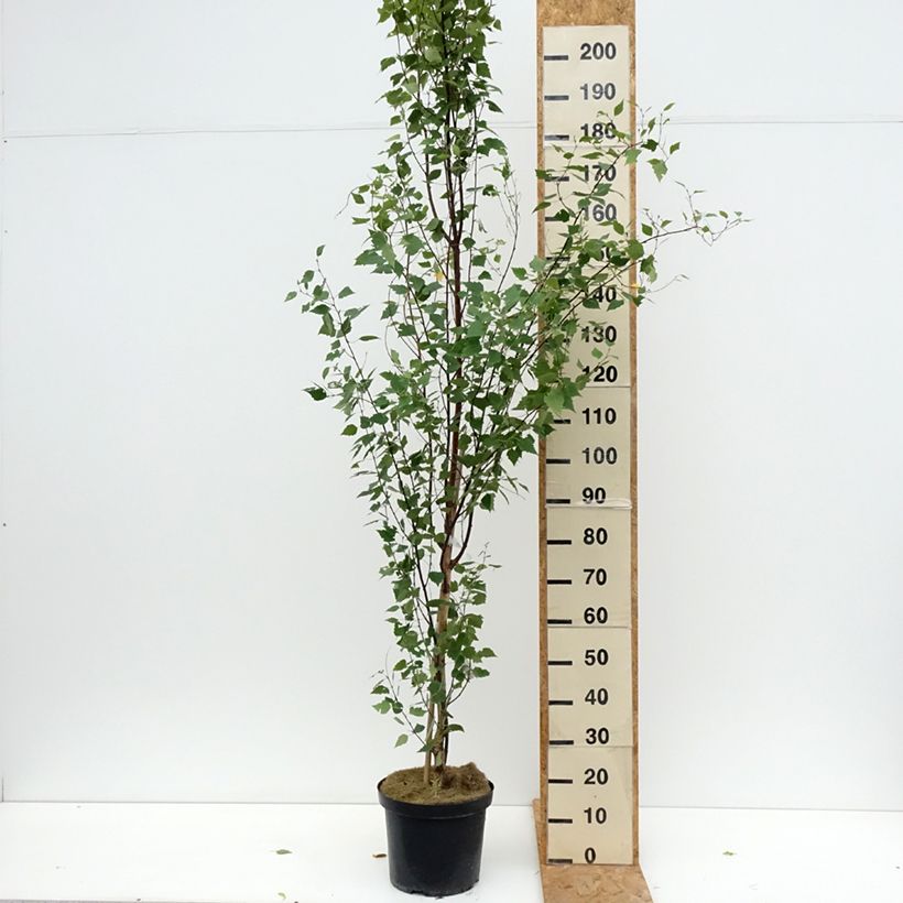 Exemplar von Betula pendula Fastigiata - Hänge-Birke Topf mit 7,5L/10L wie im Sommer geliefert