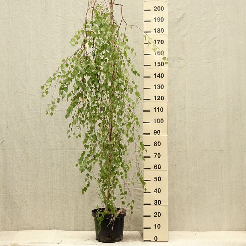 Example of Betula pendula Magical Globe - Hänge-Birke Topf mit 7,5L/10L as you get in ete