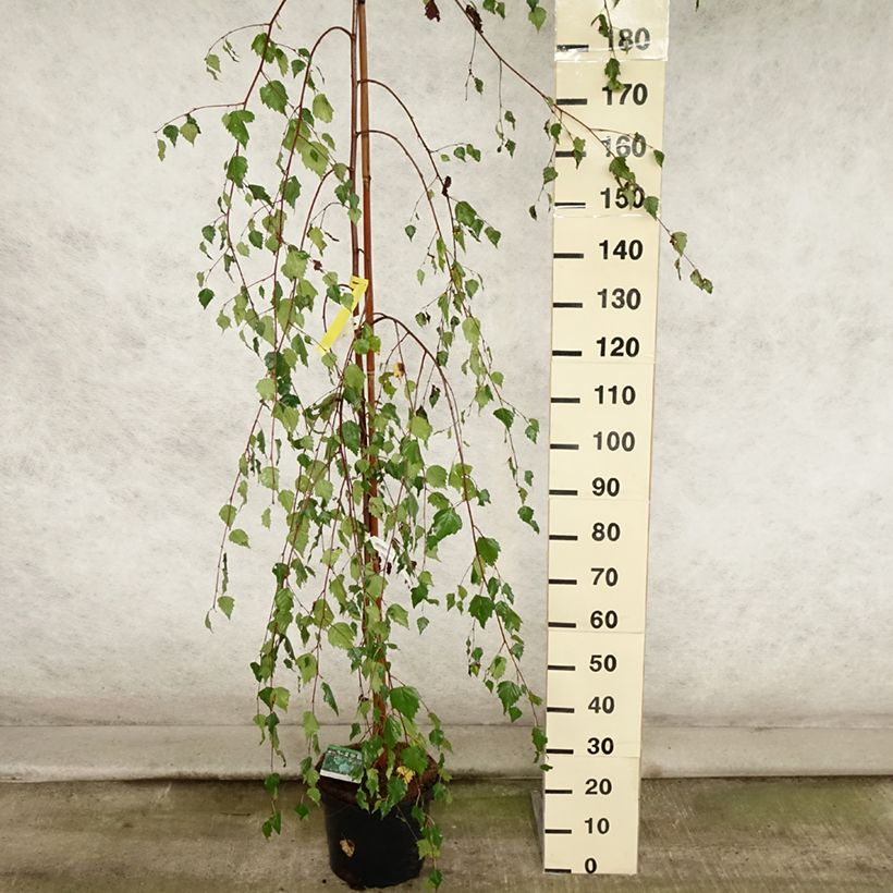Example of Betula pendula Youngii - Hänge-Birke Topf mit 7,5L/10L as you get in ete