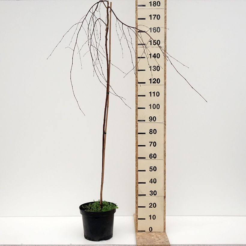 Exemplar von Betula pendula Youngii - Hänge-Birke Topf mit 7,5L/10L wie im Winter geliefert