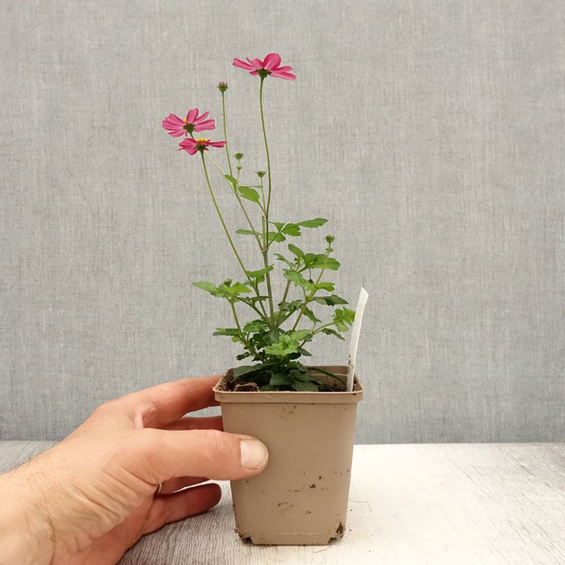 Example of Bidens Stoplight - Zweizahn Kleine Töpfe von 8/9 cm as you get in printemps