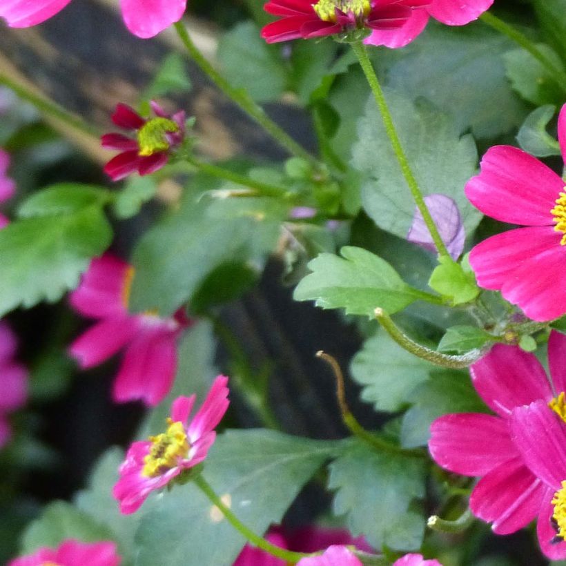 Bidens Stoplight - Zweizahn (Foliage)