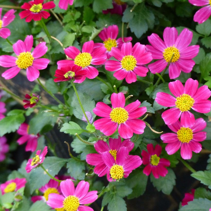 Bidens Stoplight - Zweizahn (Flowering)