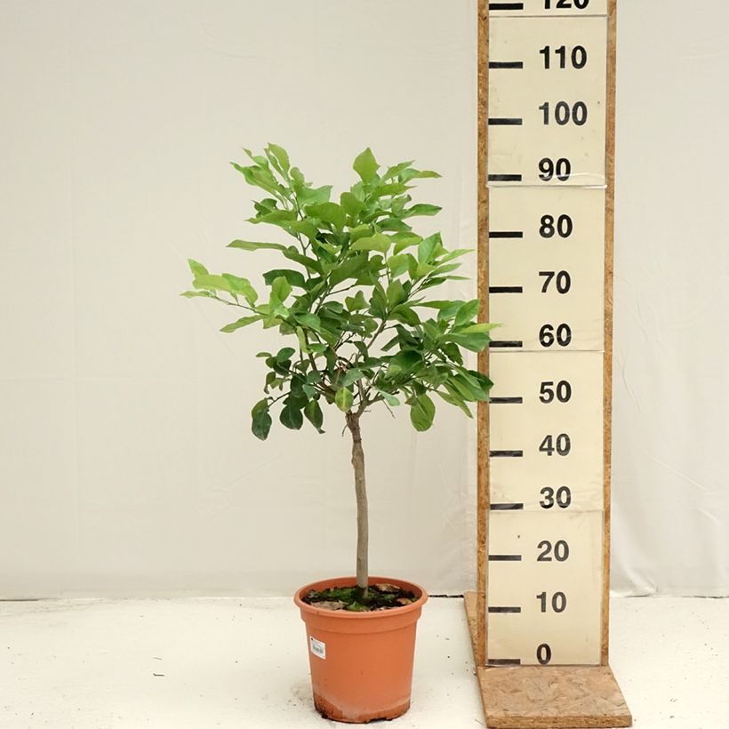 Example of Bitterorange Bizzaria - Citrus aurantium Topf mit 6L/7L, 1/4 Stängel as you get in ete