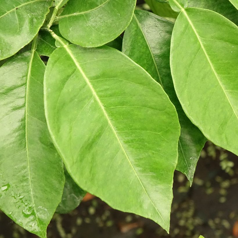 Bitterorange Bizzaria - Citrus aurantium (Foliage)
