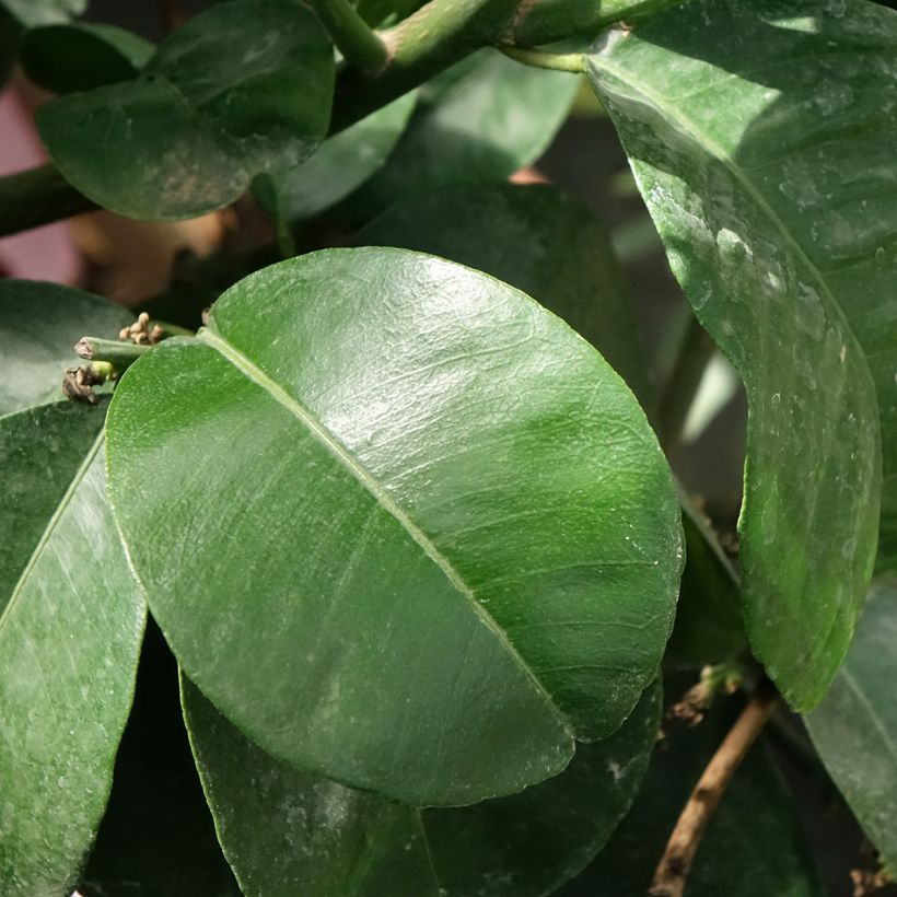 Bitterorange Bouquet de Fleur - Citrus aurantium (Foliage)