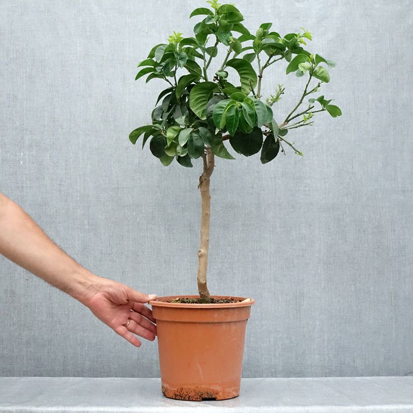 Example of Bitterorange Bouquet de Fleur - Citrus aurantium Topf mit 6L/7L, 1/4 Stängel as you get in ete