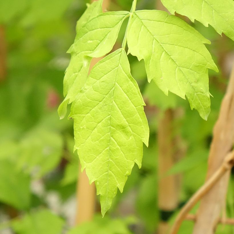 Campsis tagliabuana Golden Trumpet - Große Klettertrompete (Foliage)