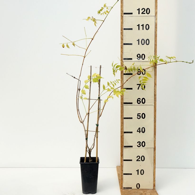 Exemplar von Campsis tagliabuana Golden Trumpet - Große Klettertrompete Topf mit 3L/4L wie im Herbst geliefert