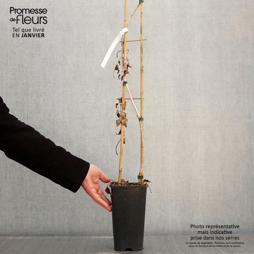 Exemplar von Campsis radicans Atropurpurea - Amerikanische Klettertrompete Topf mit 2L/3L wie im Winter geliefert