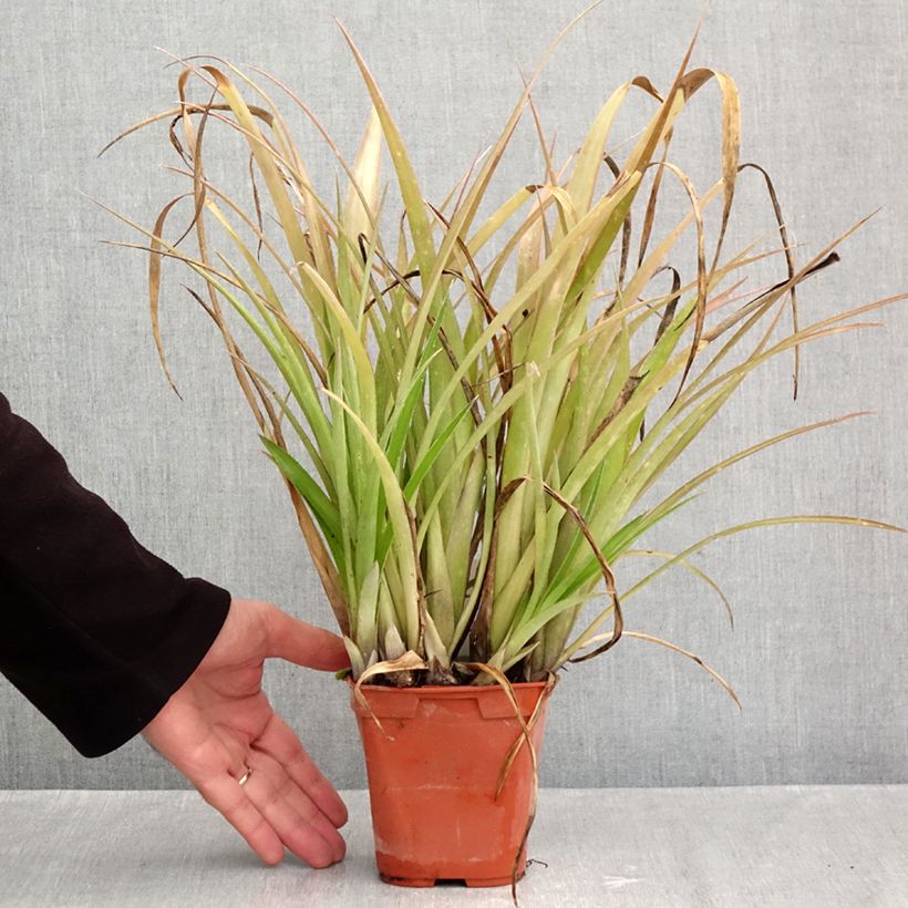 Exemplar von Billbergia nutans - Zimmerhanf Topf mit 1L/1,5L wie im Herbst geliefert
