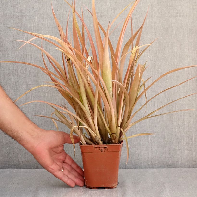 Exemplar von Billbergia nutans - Zimmerhanf Topf mit 1L/1,5L wie im Sommer geliefert