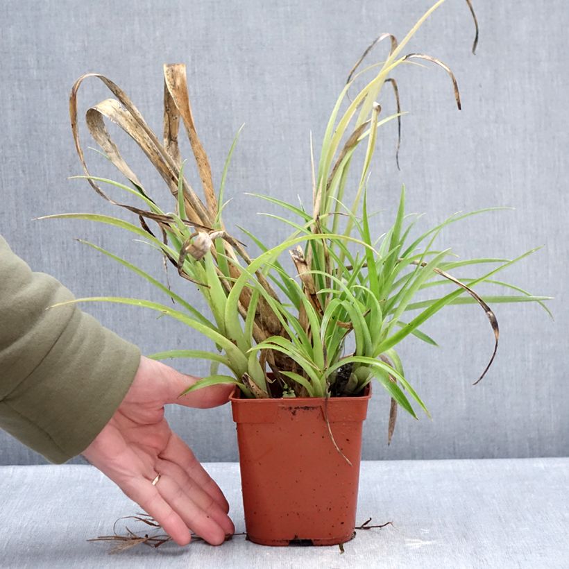 Exemplar von Billbergia nutans - Zimmerhanf Topf mit 1L/1,5L wie im Winter geliefert