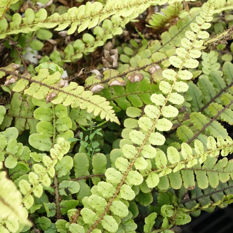 Blechnum fluviatile (Laub)