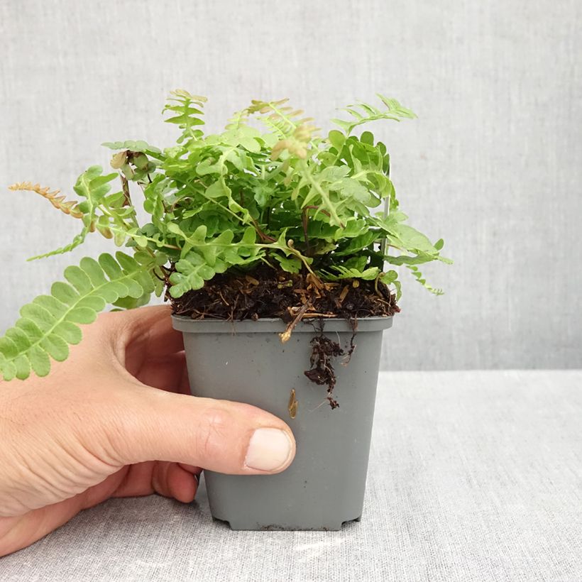 Exemplar von Blechnum penna-marina - Fougère Godet de 8/9 cm wie im Herbst geliefert