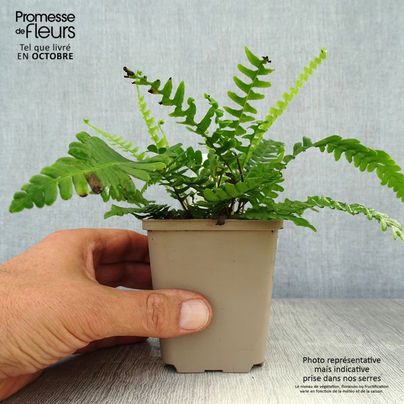Example of Blechnum spicant - Rippenfarn Kleine Töpfe von 8/9 cm as you get in automne