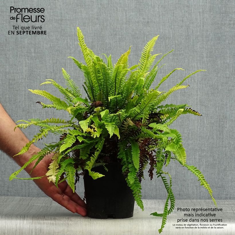 Example of Blechnum spicant - Rippenfarn Topf mit 2L/3L as you get in automne