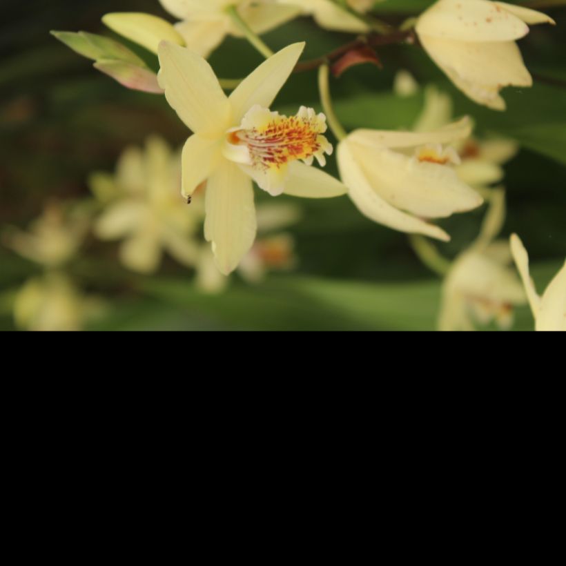 Bletilla ochracea - Gelbe Japanorchidee (Flowering)