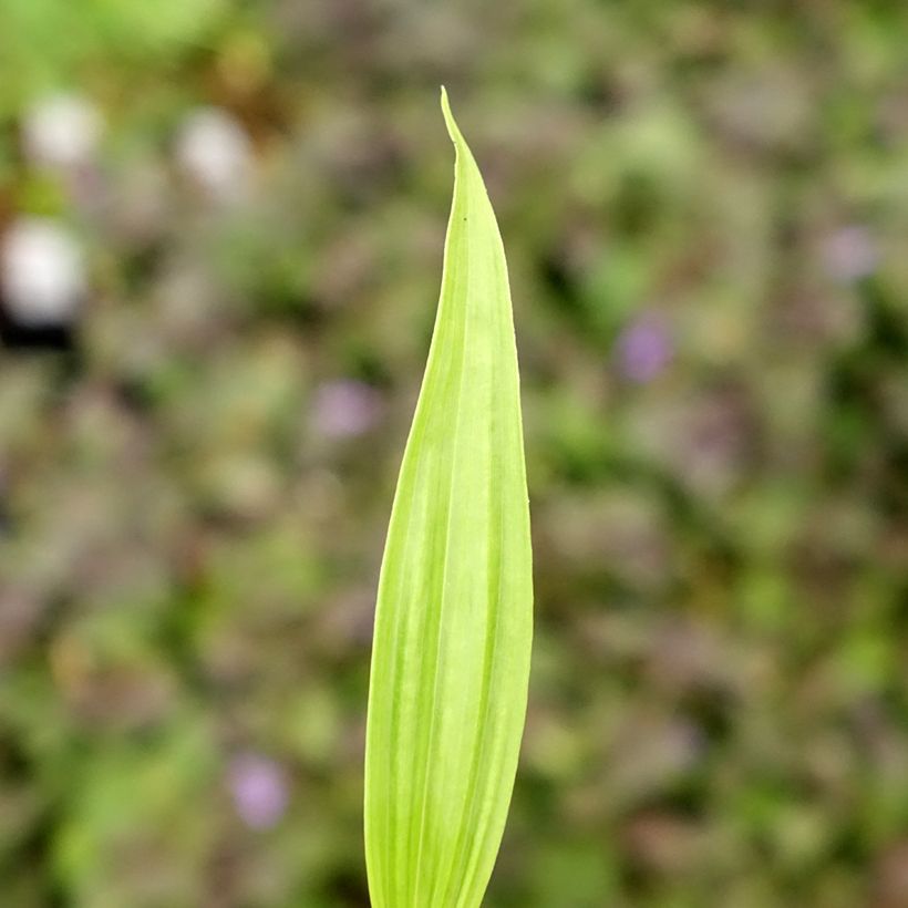 Bletilla ochracea - Gelbe Japanorchidee (Foliage)
