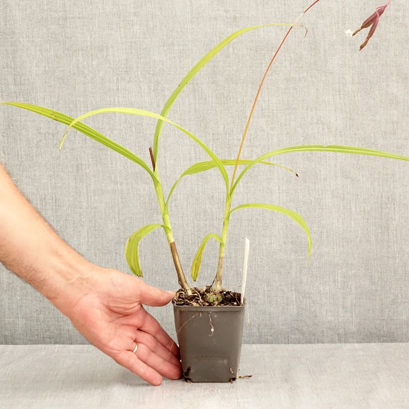 Exemplar von Bletilla Penway Paris - Japanorchidee Kleine Töpfe von 8/9 cm wie im Sommer geliefert