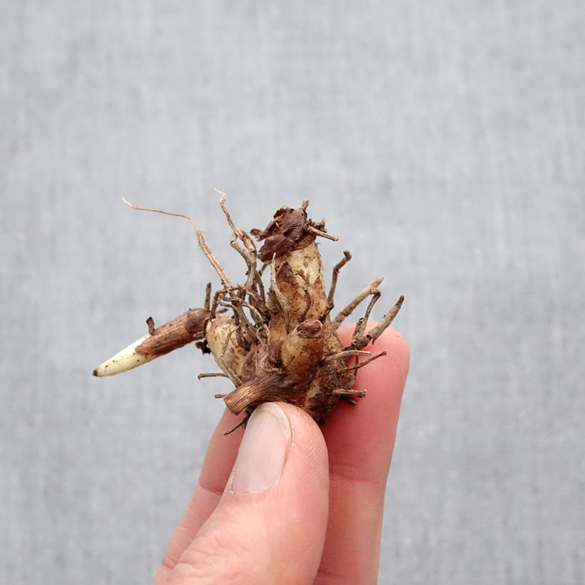Example of Bletilla striata Alba - Japanorchidee Zwiebel size I as you get in printemps
