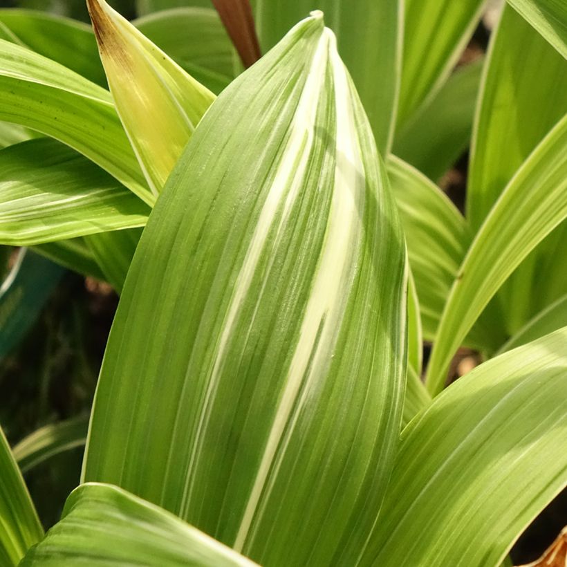 Bletilla striata Alba - Japanorchidee (Foliage)