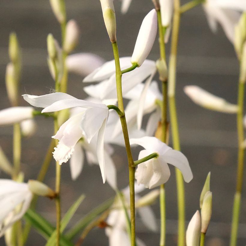 Bletilla striata Alba - Japanorchidee (Flowering)