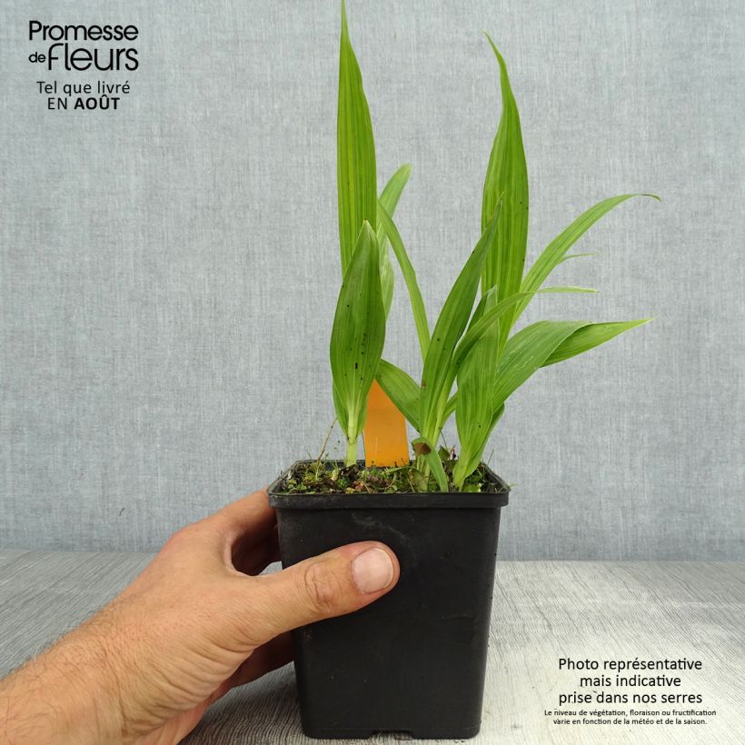 Exemplar von Bletilla striata Alba - Japanorchidee Topf mit 1L/1,5L wie im Sommer geliefert