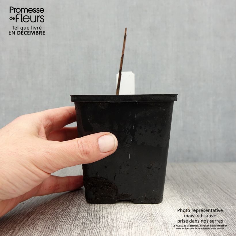 Exemplar von Bletilla striata Kuchi-beni - Japanorchidee Kleine Töpfe von 8/9 cm Kaliber/Größe I wie im Winter geliefert