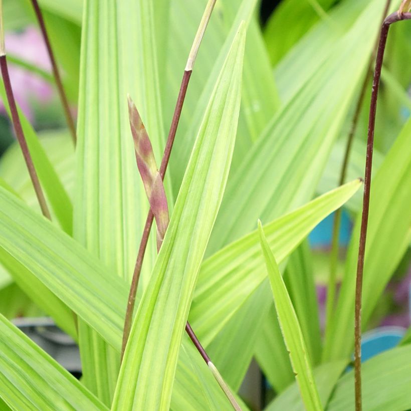 Bletilla striata - Japanorchidee (Foliage)