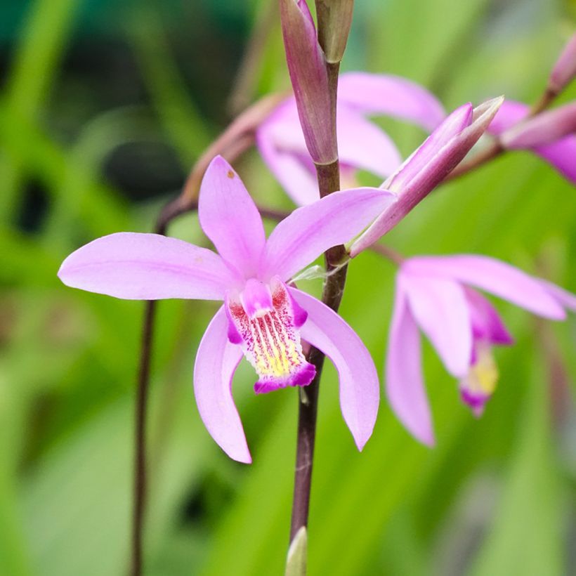 Bletilla striata - Japanorchidee (Flowering)