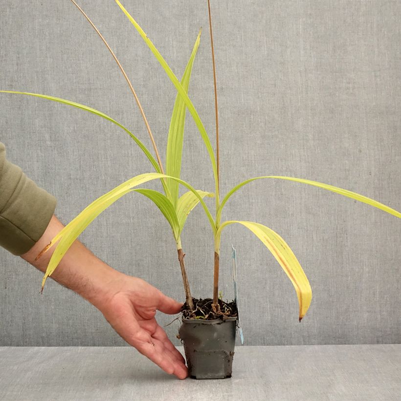 Exemplar von Bletilla striata - Japanorchidee Kleine Töpfe von 8/9 cm wie im Herbst geliefert