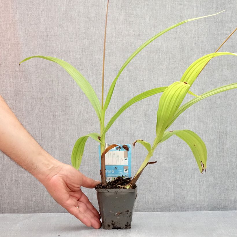 Example of Bletilla striata - Japanorchidee Kleine Töpfe von 8/9 cm as you get in ete