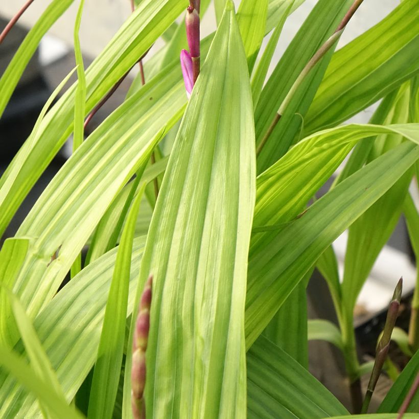 Bletilla striata Purple - Japanorchidee (Laub)