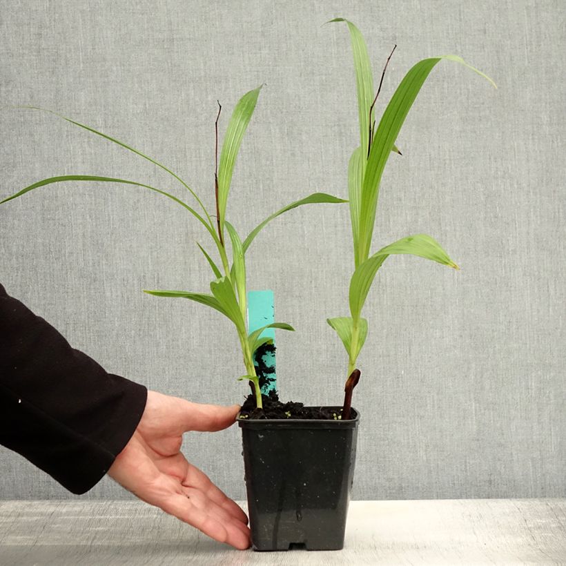 Example of Bletilla striata Purple - Japanorchidee Kleine Töpfe von 8/9 cm as you get in automne