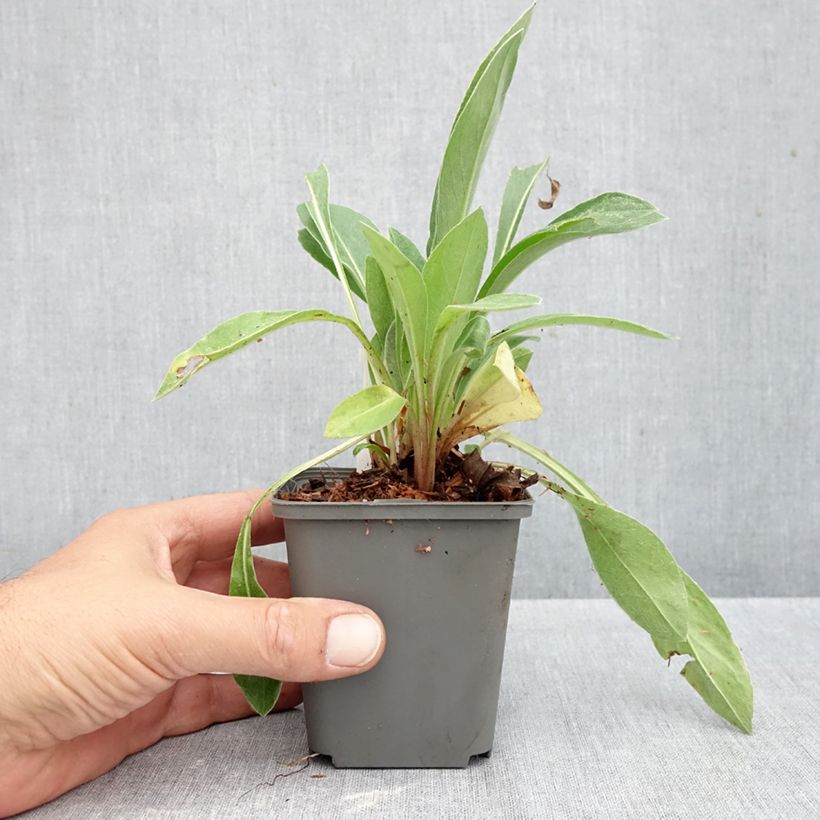 Exemplar von Berg-Flockenblume Violetta - Centaurea montana Kleine Töpfe von 8/9 cm wie im Herbst geliefert