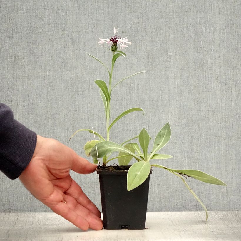 Exemplar von Berg-Flockenblume Amethyst in Snow - Centaurea montana Kleine Töpfe von 8/9 cm wie im Sommer geliefert