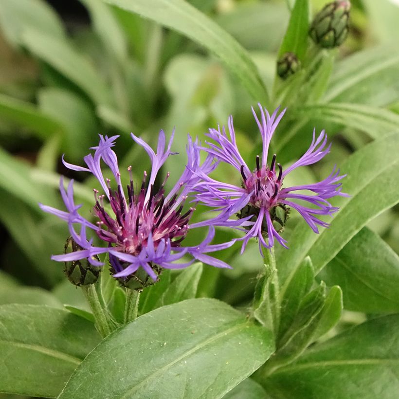 Berg-Flockenblume - Centaurea montana (Flowering)