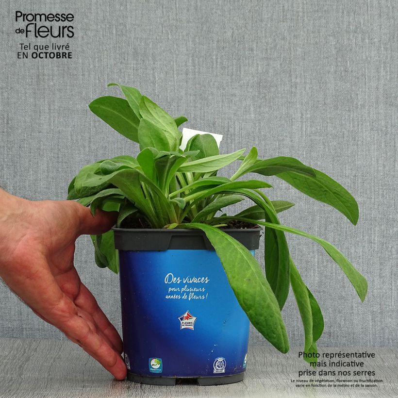 Example of Berg-Flockenblume - Centaurea montana Topf mit 2L/3L as you get in automne