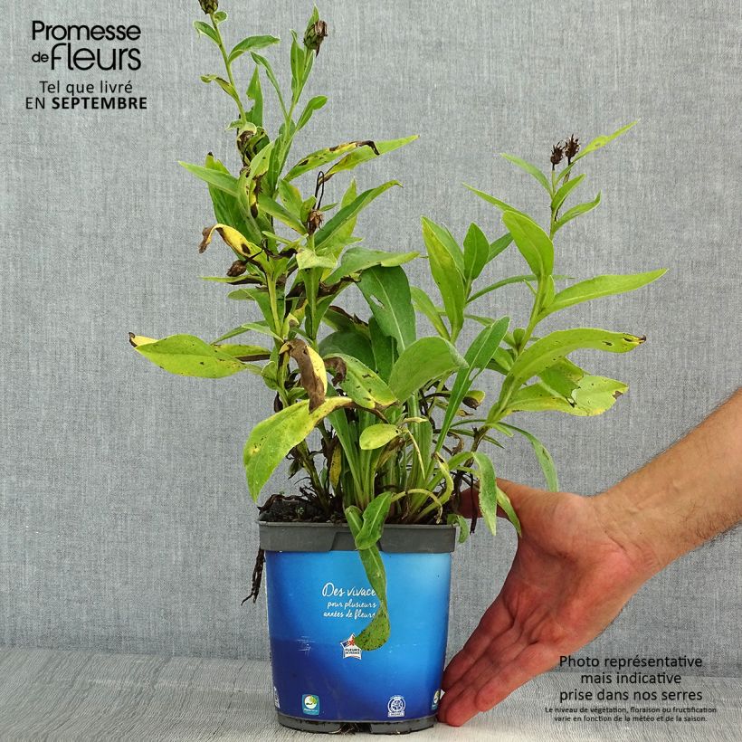 Example of Berg-Flockenblume Sulphurea - Centaurea montana Topf mit 2L/3L as you get in ete