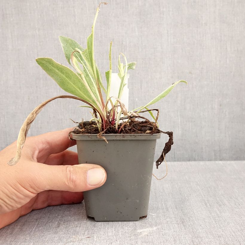 Exemplar von Berg-Flockenblume Sulphurea - Centaurea montana Kleine Töpfe von 8/9 cm wie im Herbst geliefert