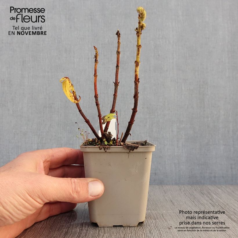 Example of Boehmeria biloba - Chinagras Kleine Töpfe von 8/9 cm as you get in automne