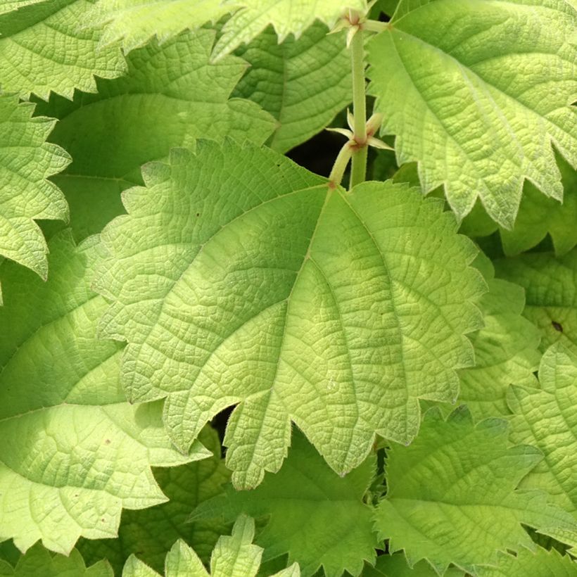 Boehmeria biloba - Chinagras (Foliage)