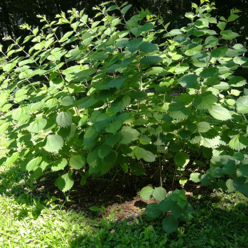 Boehmeria cylindrica - Chinagras (Plant habit)
