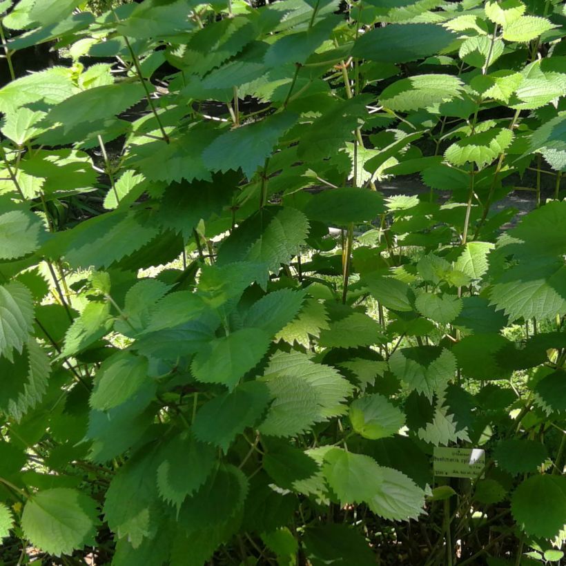 Boehmeria cylindrica - Chinagras (Foliage)